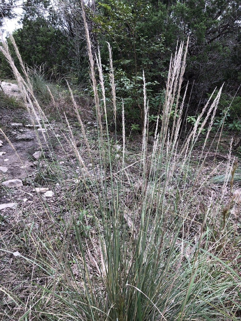 Lindheimer's Muhly photo 7