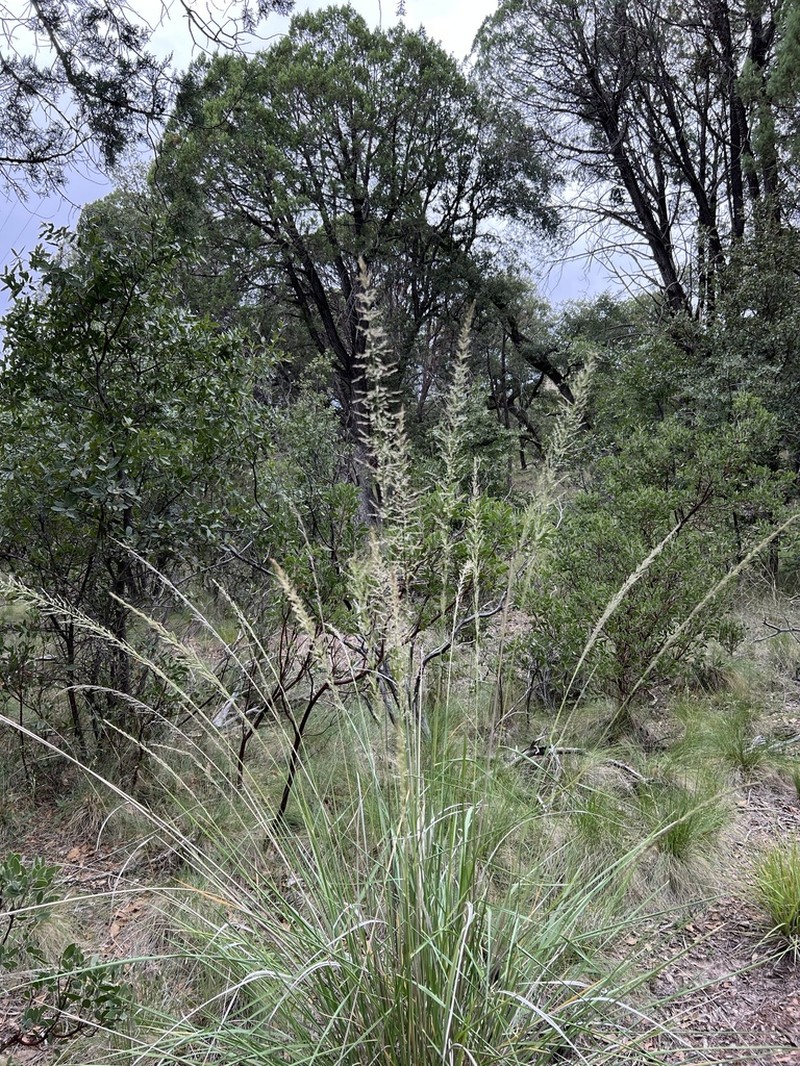 Longtongue Muhly
