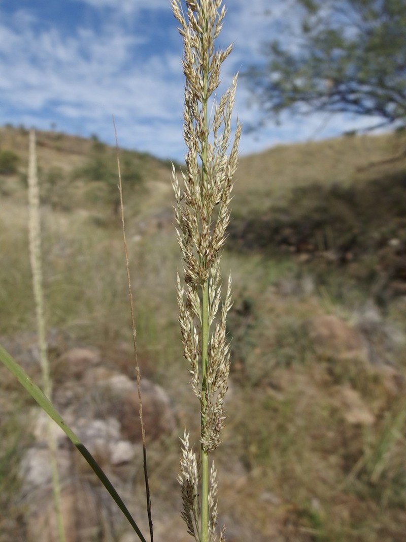 Longtongue Muhly photo 3