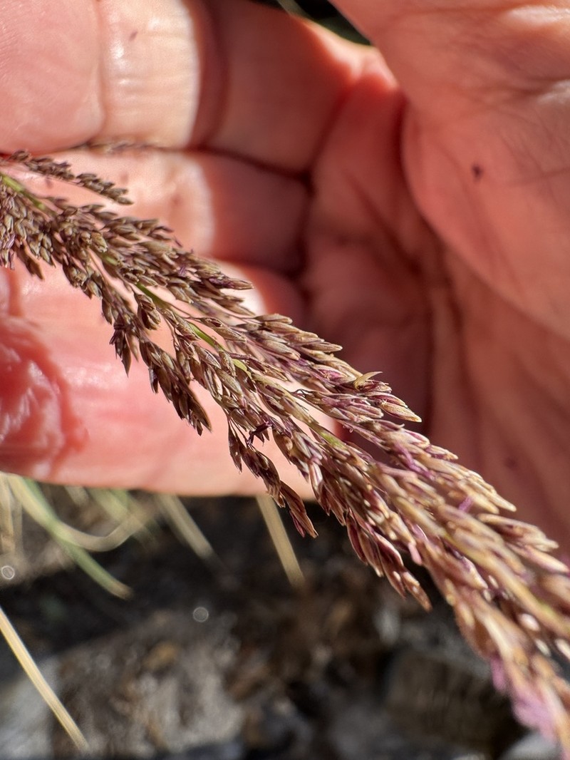 Longtongue Muhly photo 5