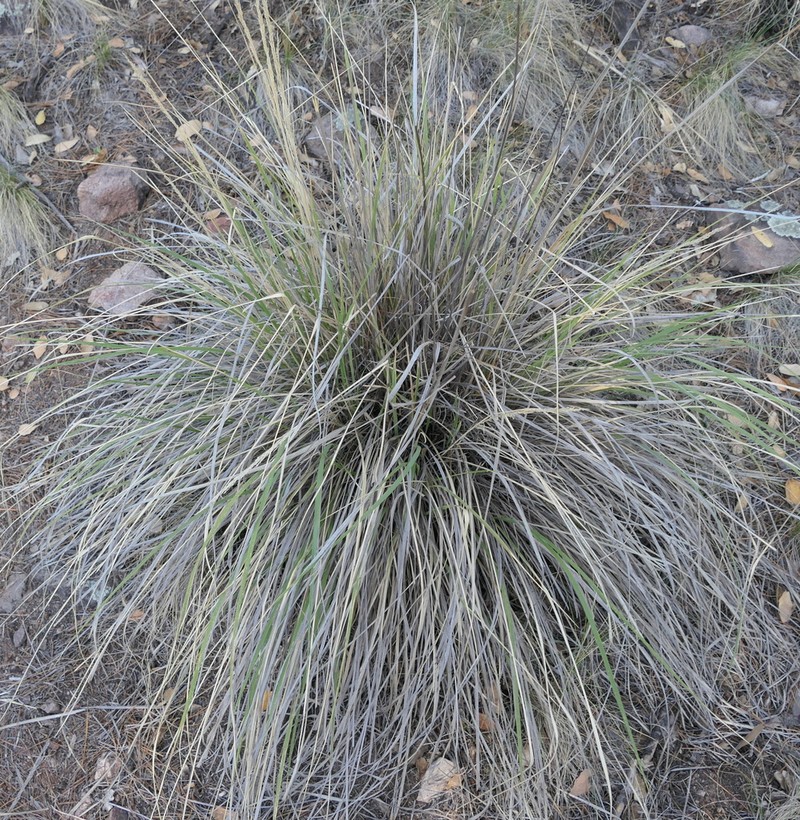 Longtongue Muhly photo 7