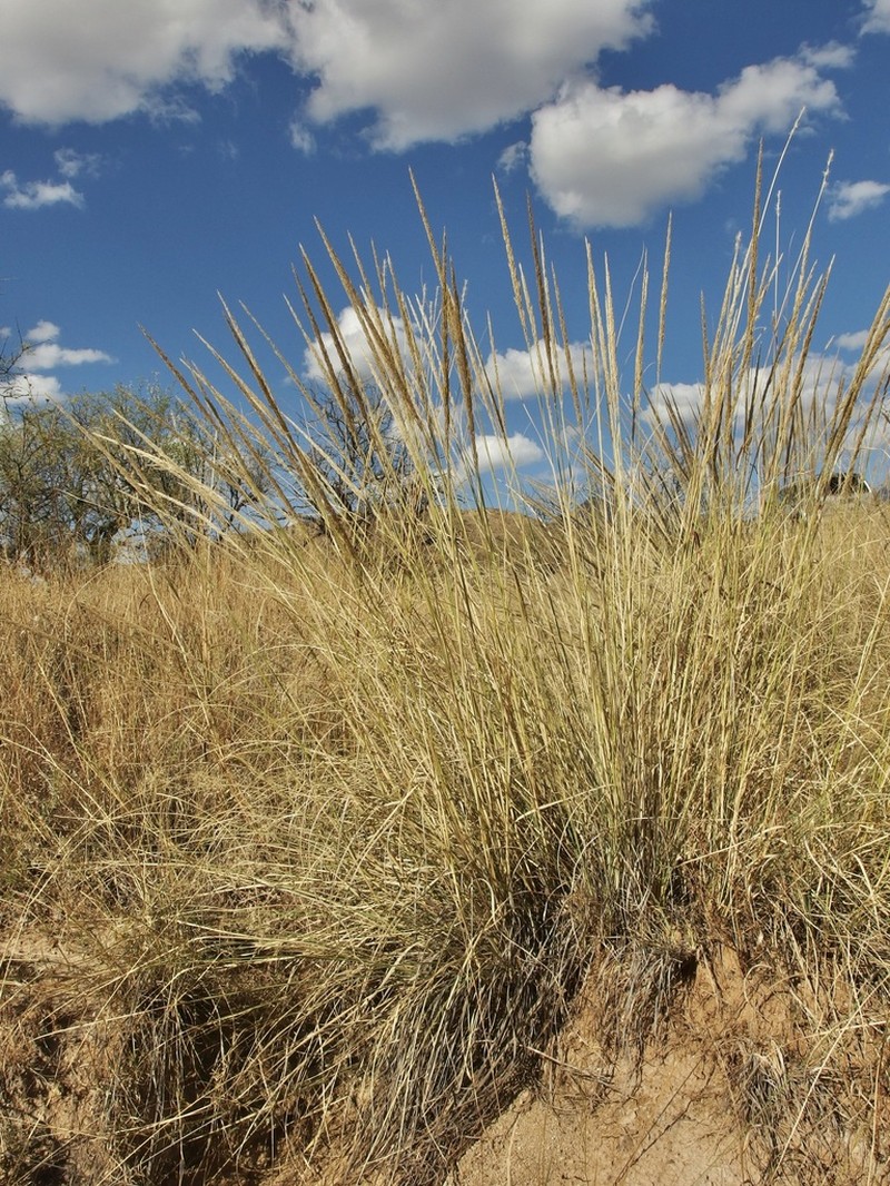 Longtongue Muhly photo 8