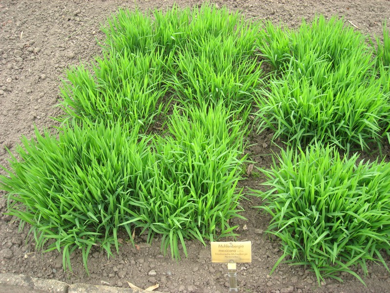 Mexican Muhly photo 2