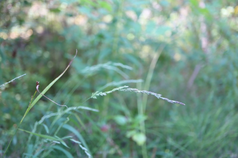 Mexican Muhly photo 3