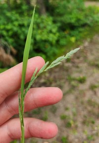 Mexican Muhly