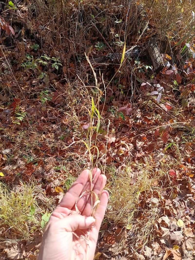 Mexican Muhly photo 4