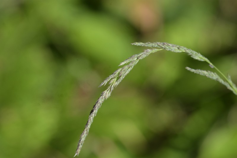 Mexican Muhly photo 5