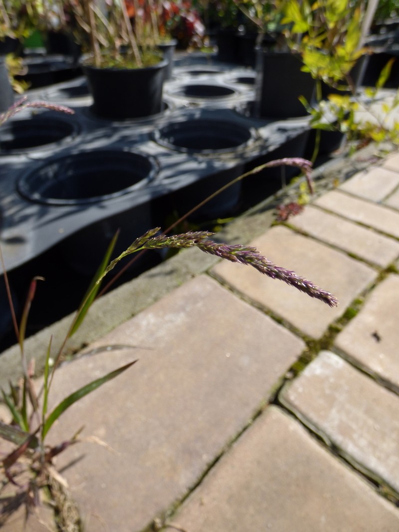 Mexican Muhly photo 7