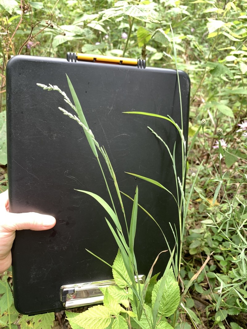 Mexican Muhly photo 8