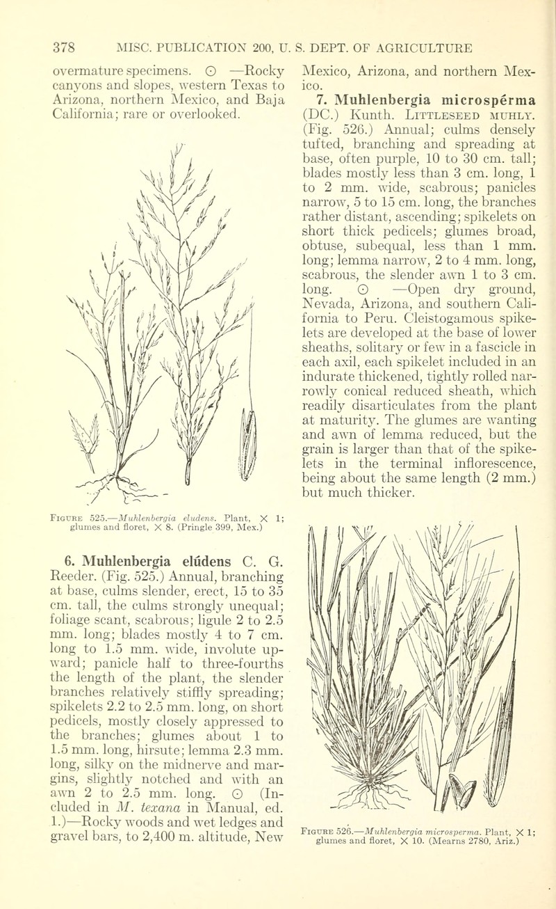 Littleseed Muhly photo 2