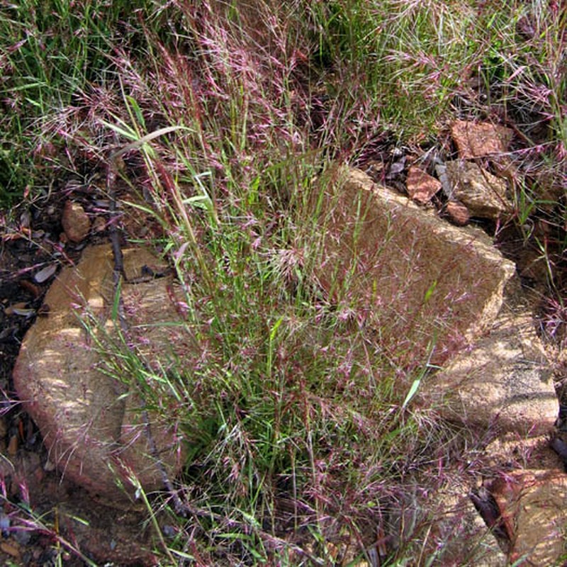 Littleseed Muhly
