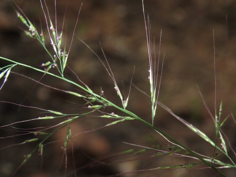 Littleseed Muhly photo 3