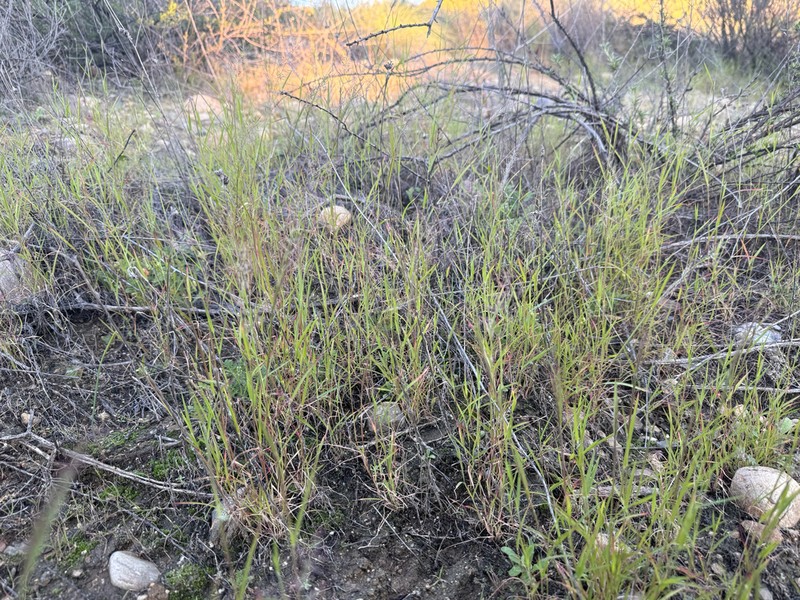 Littleseed Muhly photo 4