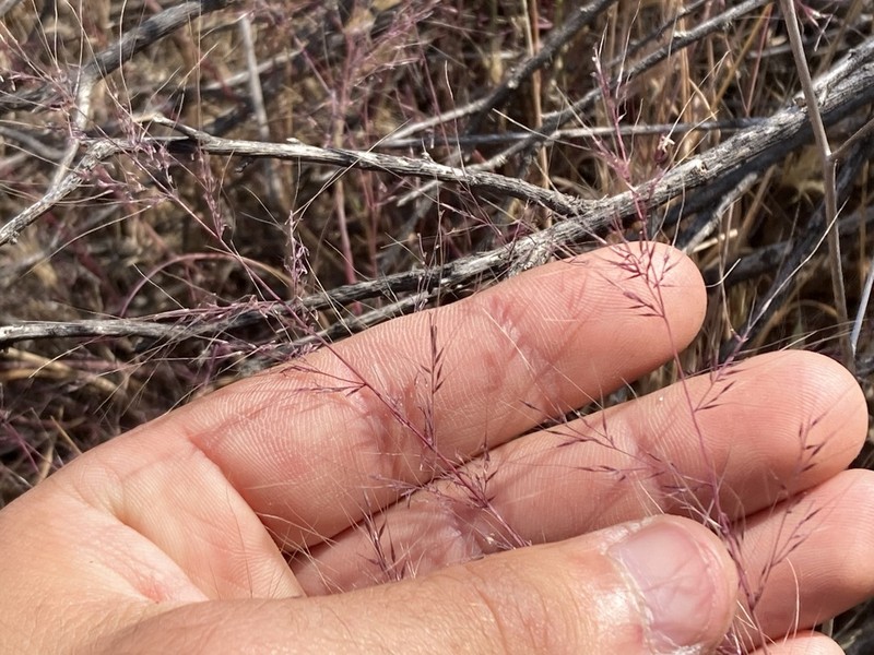 Littleseed Muhly photo 5