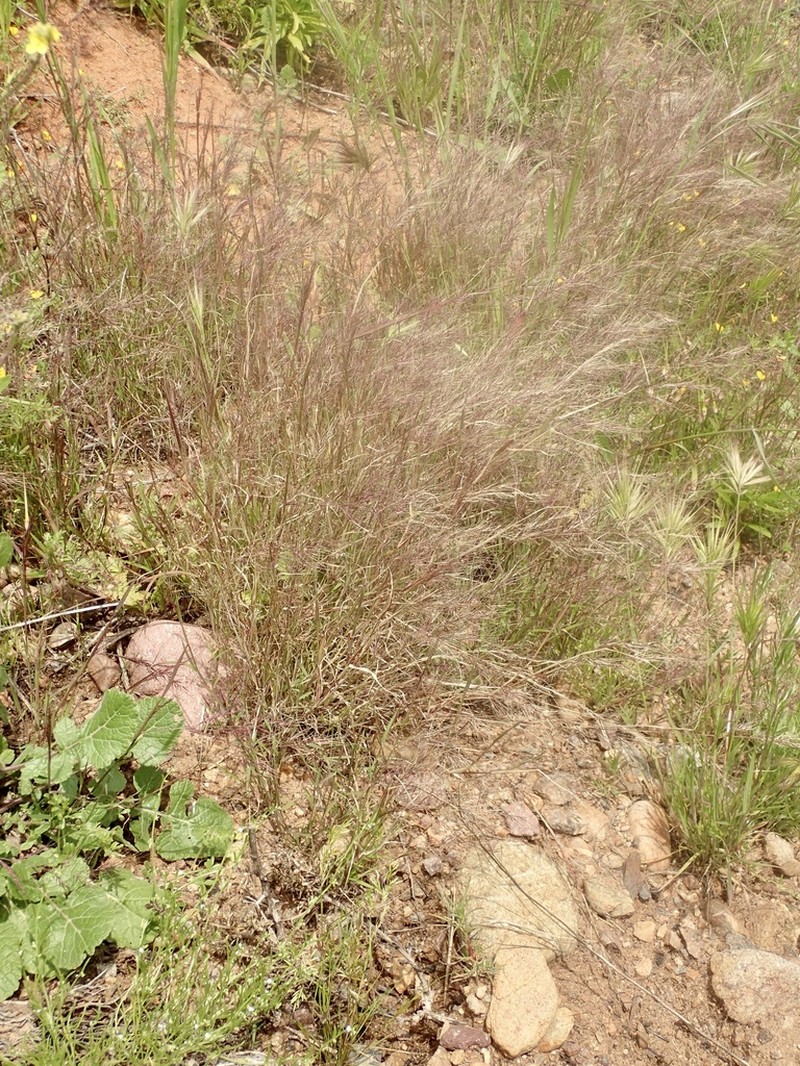Littleseed Muhly photo 6