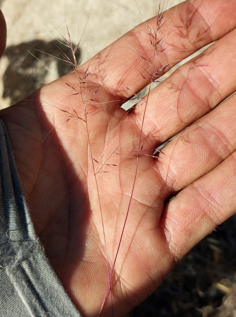 Littleseed Muhly photo 7
