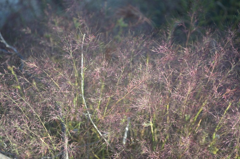 Littleseed Muhly photo 8