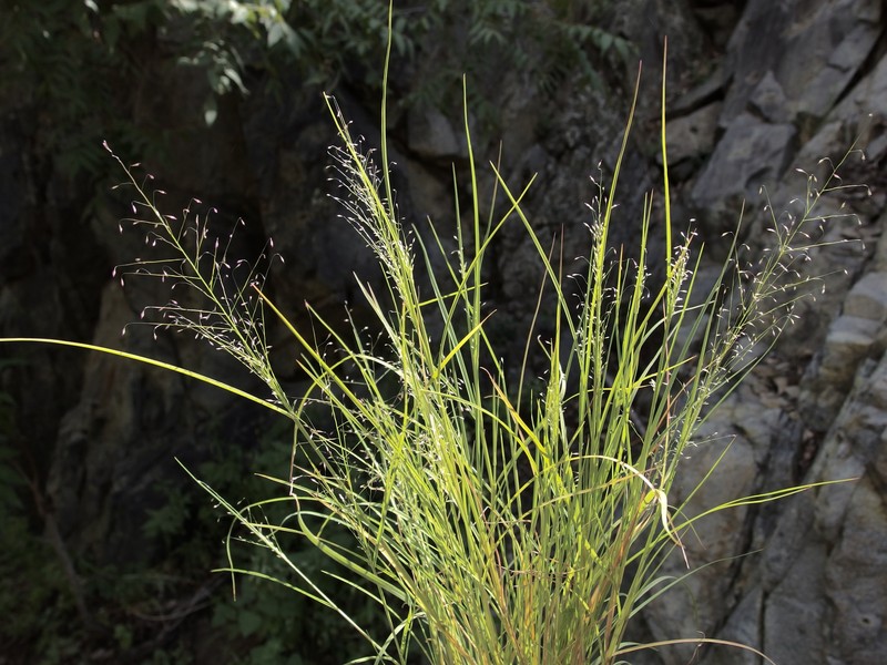 Annual Muhly photo 8