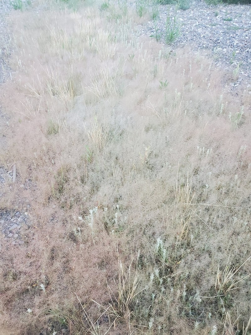 Annual Muhly photo 5