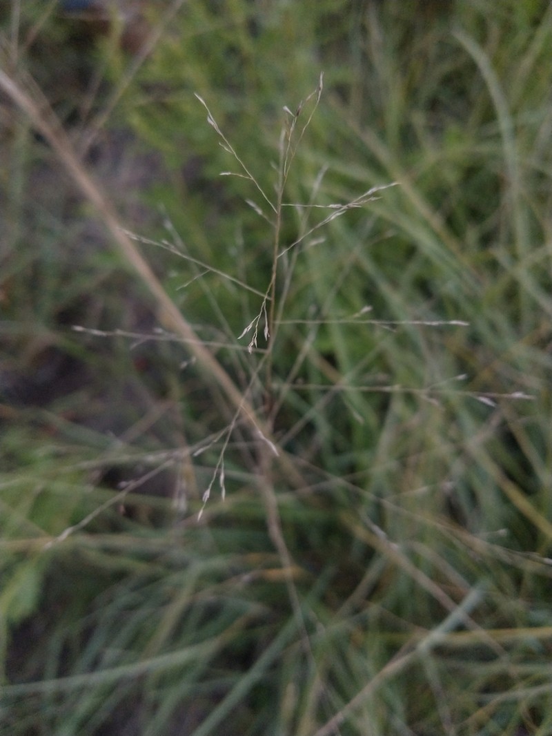 Annual Muhly photo 6