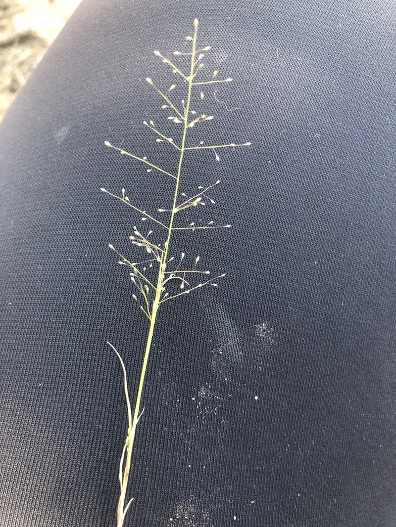 Annual Muhly photo 8
