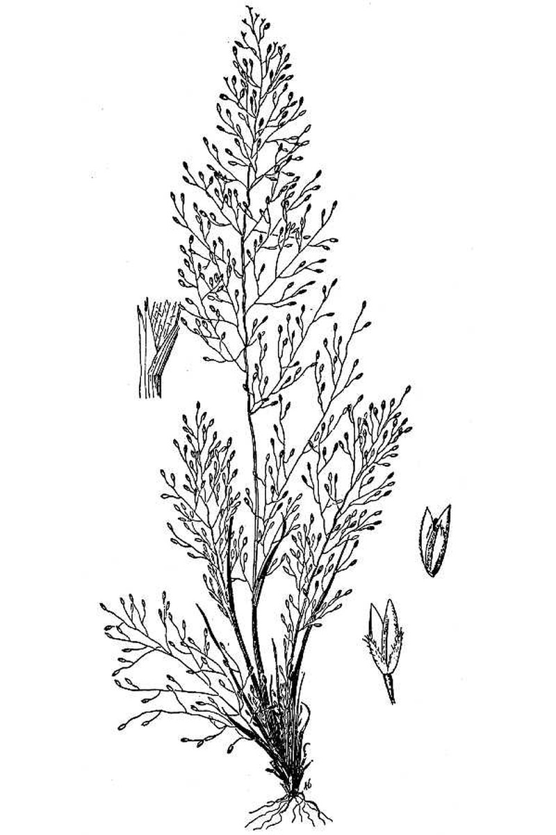 Dropseed