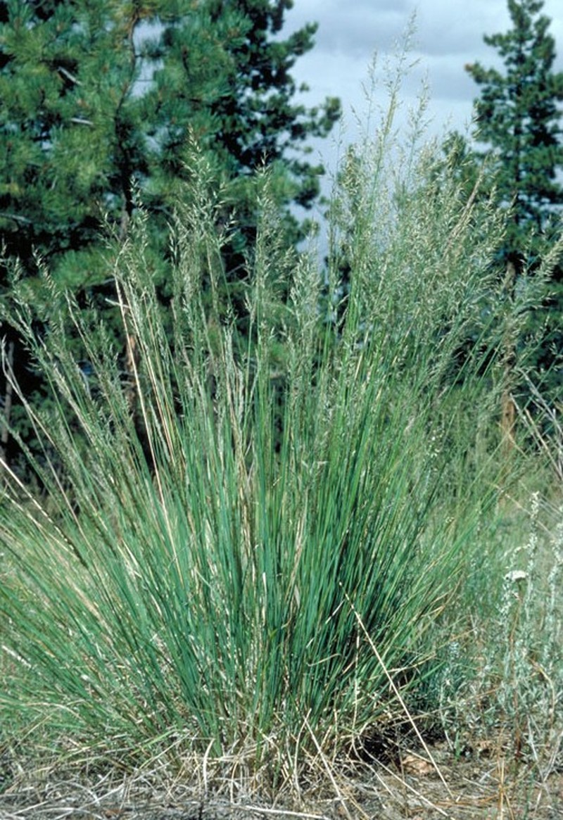 Mountain Muhly