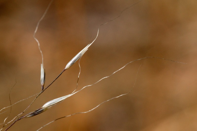 Mountain Muhly photo 3