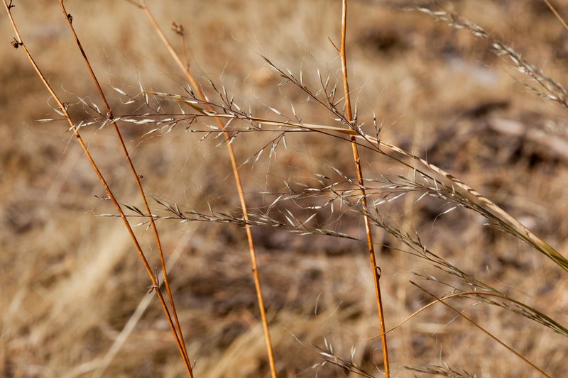 Mountain Muhly photo 4