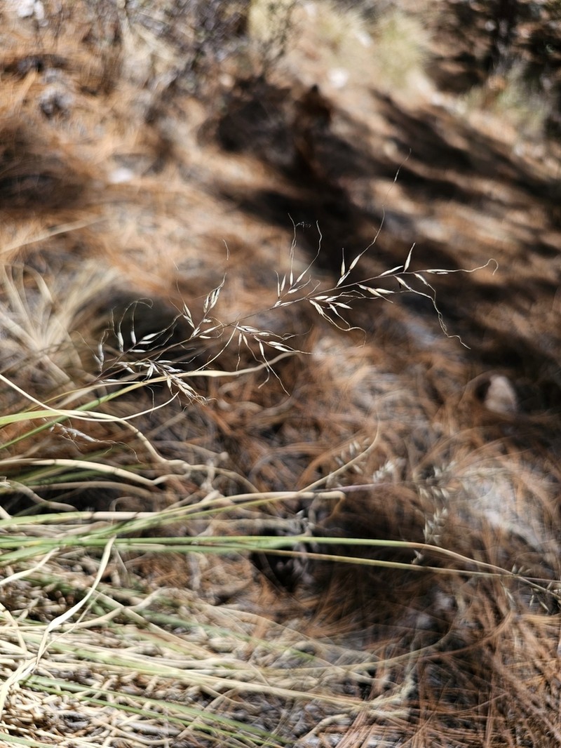 Mountain Muhly photo 3