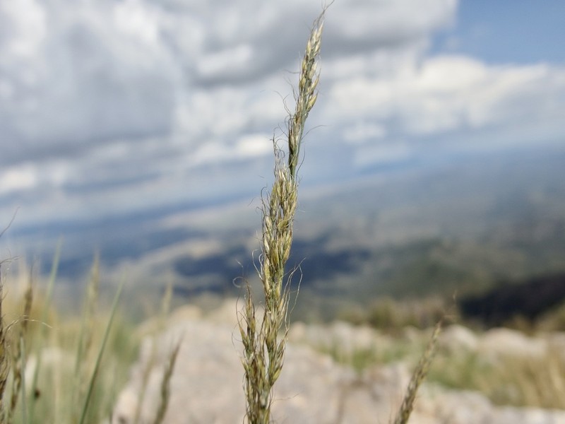 Mountain Muhly photo 4
