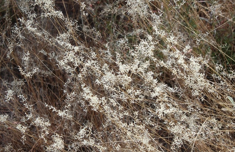 Mountain Muhly photo 5
