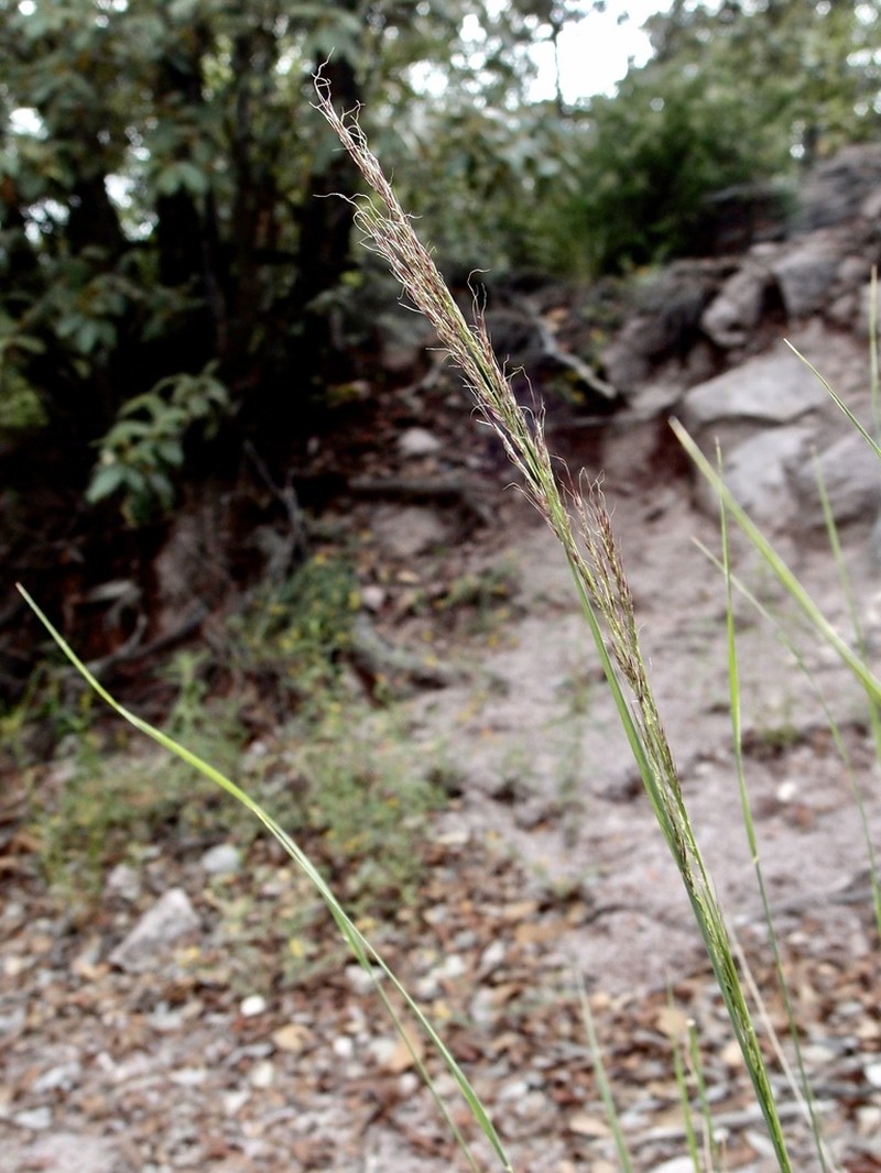 Mountain Muhly photo 7