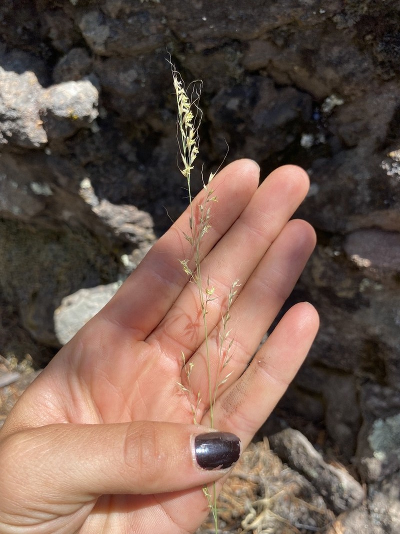 Mountain Muhly photo 8