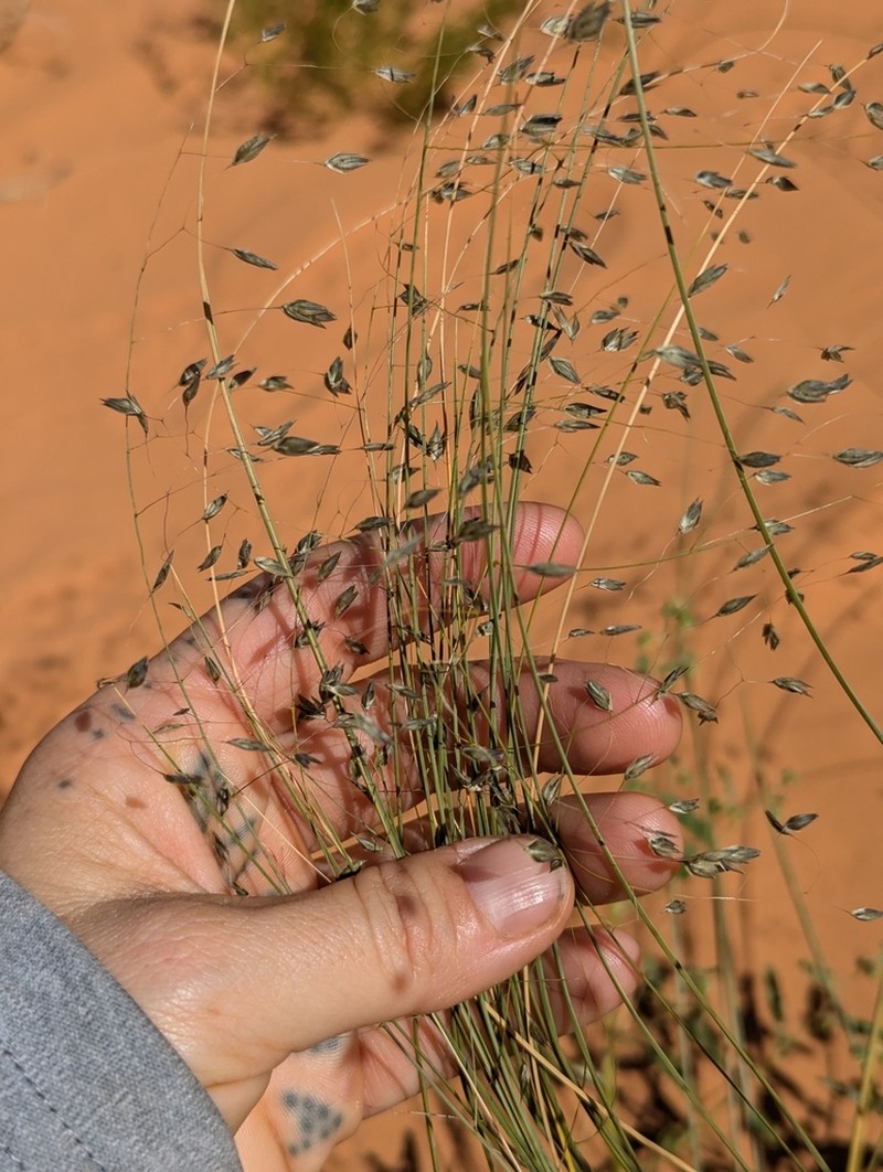 Blowout Grass