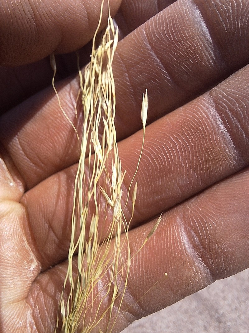 Blowout Grass photo 2