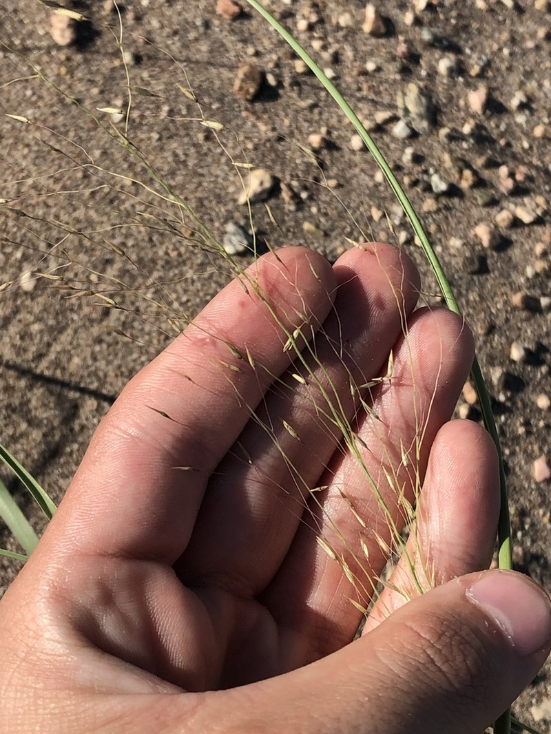 Blowout Grass photo 3
