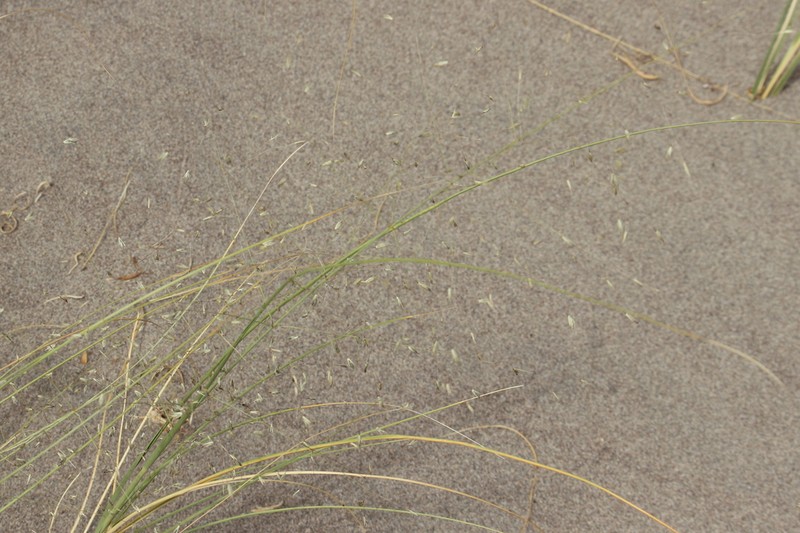 Blowout Grass photo 4