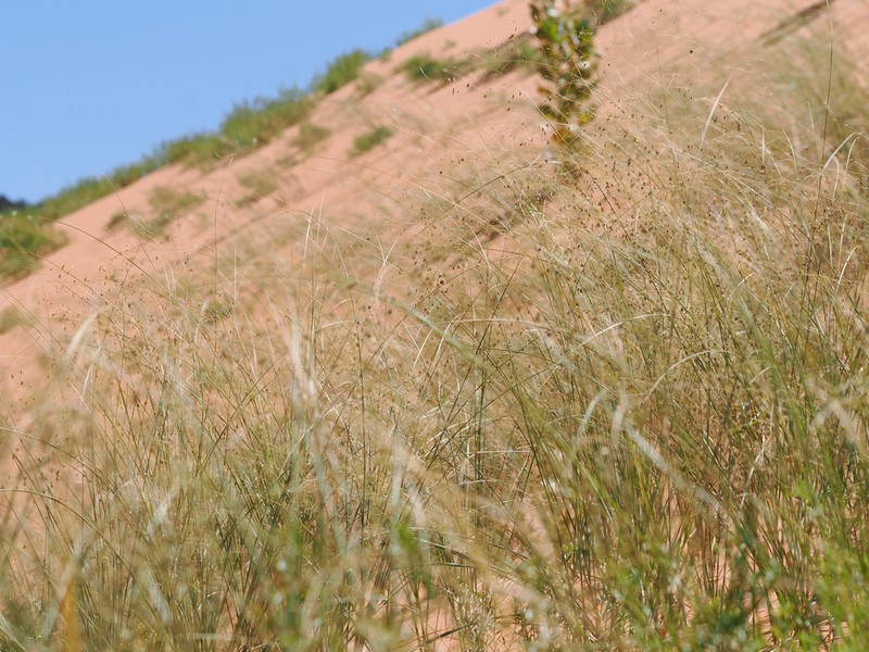 Blowout Grass photo 5