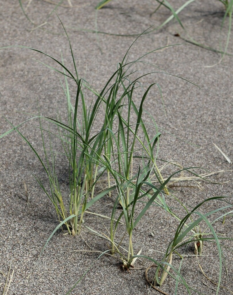 Blowout Grass photo 6