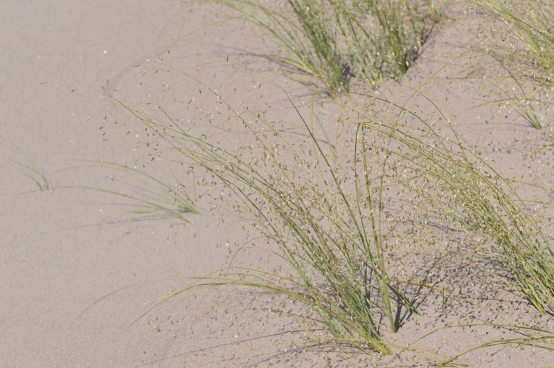 Blowout Grass photo 7