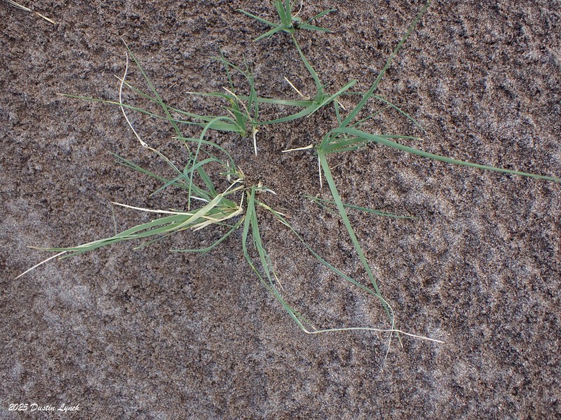 Blowout Grass photo 8