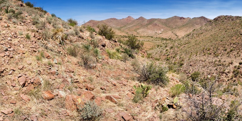 Southwestern Muhly photo 3