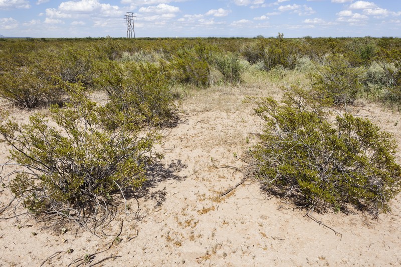 Southwestern Muhly photo 5
