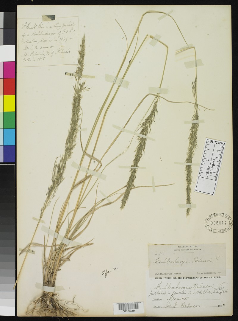 Southwestern Muhly photo 2