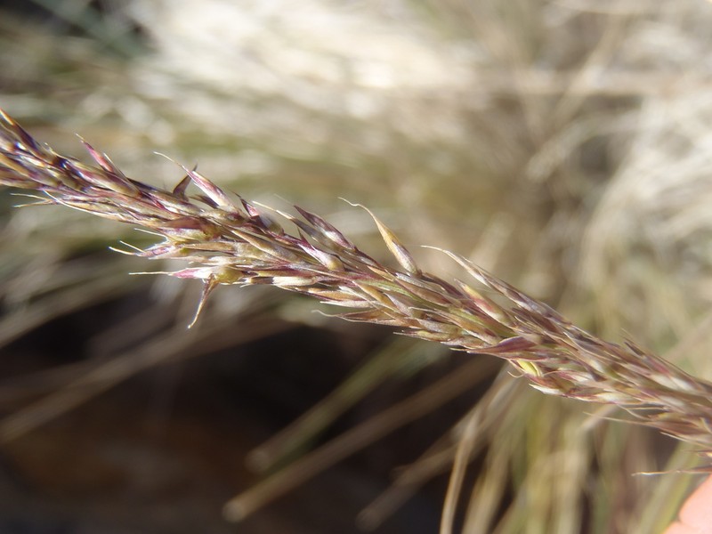 Southwestern Muhly