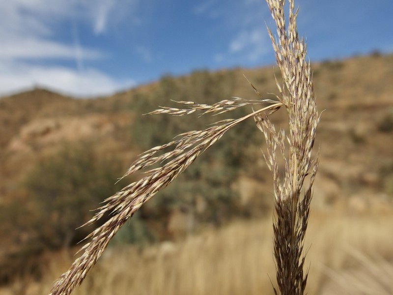 Southwestern Muhly photo 2