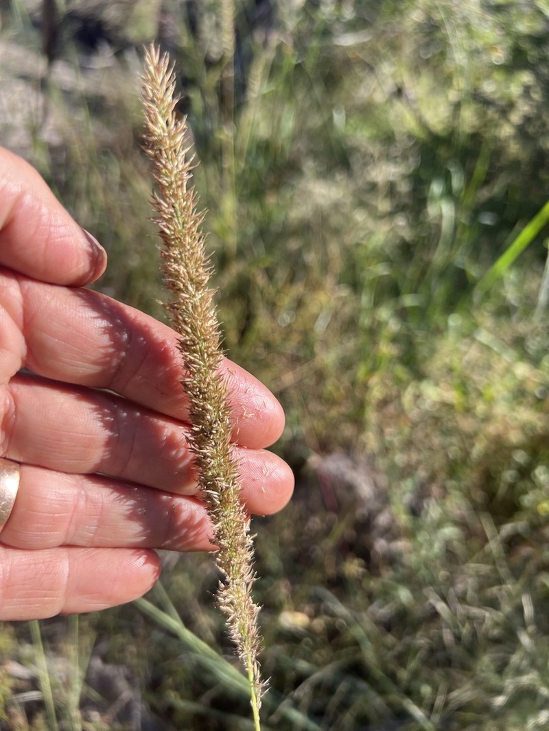 Southwestern Muhly photo 3