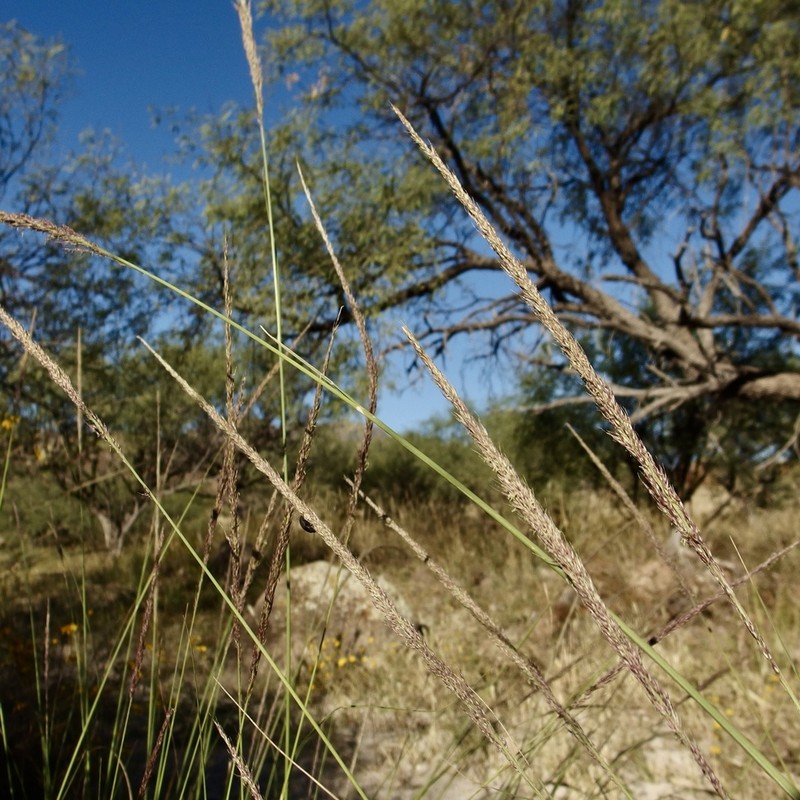 Southwestern Muhly photo 4