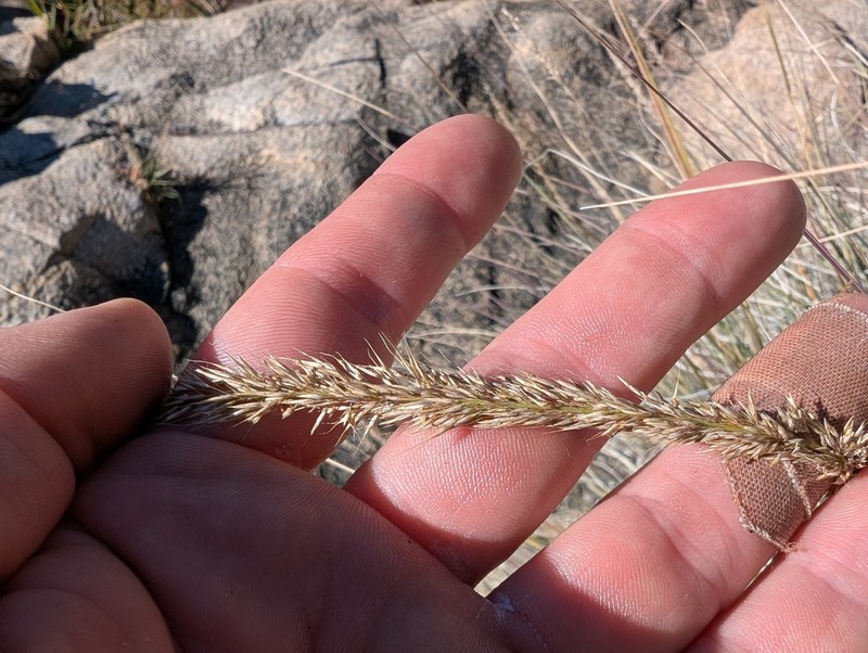Southwestern Muhly photo 5